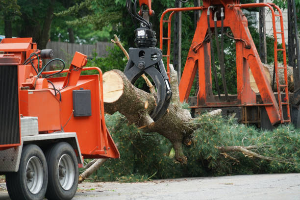 Best Tree Health Inspection  in Elon, NC